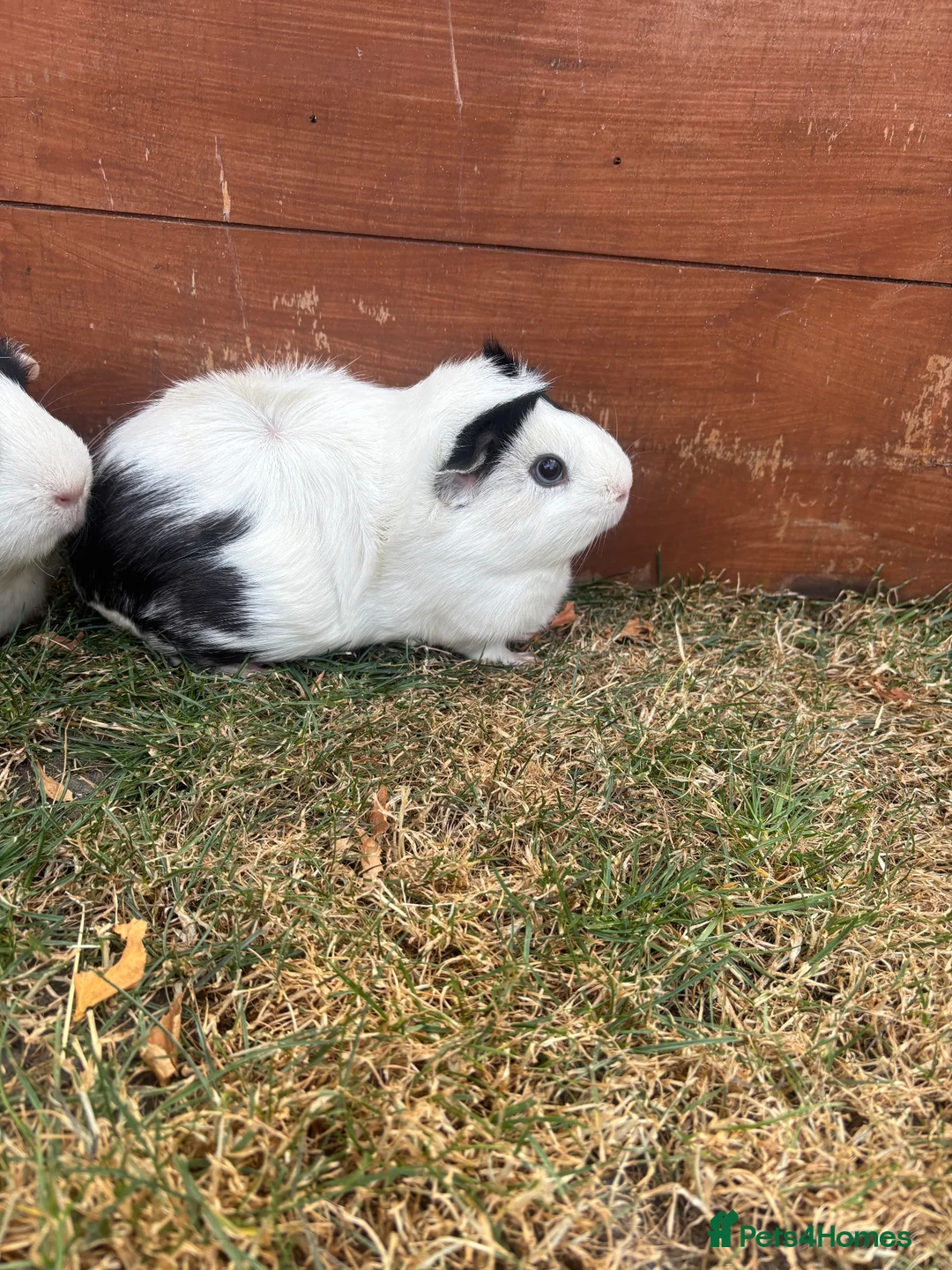 Guinea Pig rodents for sale: Guinea Pigs x4 (female) in Haverhill - Advert 2