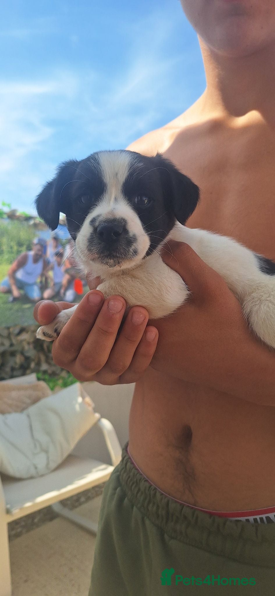 Jack Russell dogs 3 boy Jack russel pups - Advert 2