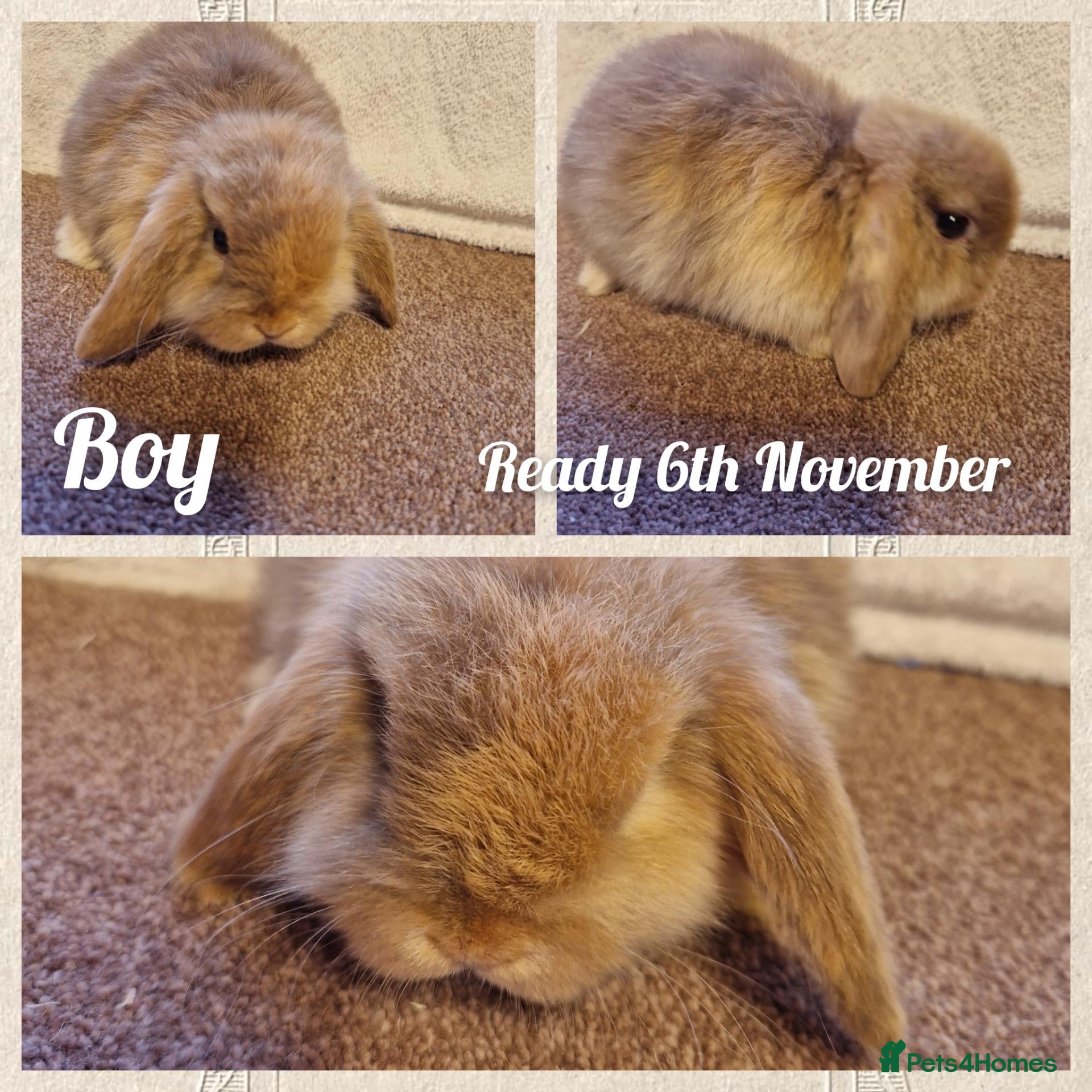 Mini Lop rabbits for sale: Mini lop kits to reserve. Vetchecked&vaccinated. - Advert 2