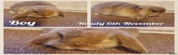 Mini Lop rabbits for sale: Mini lop kits to reserve. Vetchecked&vaccinated. - Advert 2