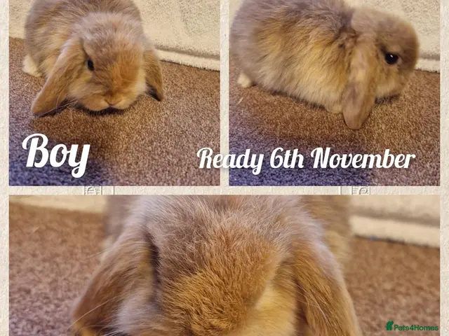 Mini Lop rabbits for sale: Mini lop kits to reserve. Vetchecked&vaccinated. - Advert 2