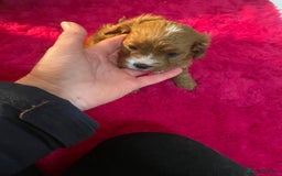 Cavapoo dogs for sale: F1 cavapoo puppys girls and boys  - Advert 12