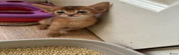 Abyssinian cats for sale: TICA 5* pedigree Abyssinian Kittens  - Advert 18