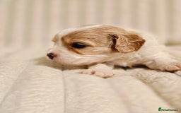 Cavapoo dogs for sale: Adorable Cavapoo Pups fully health tested parents - Image 36