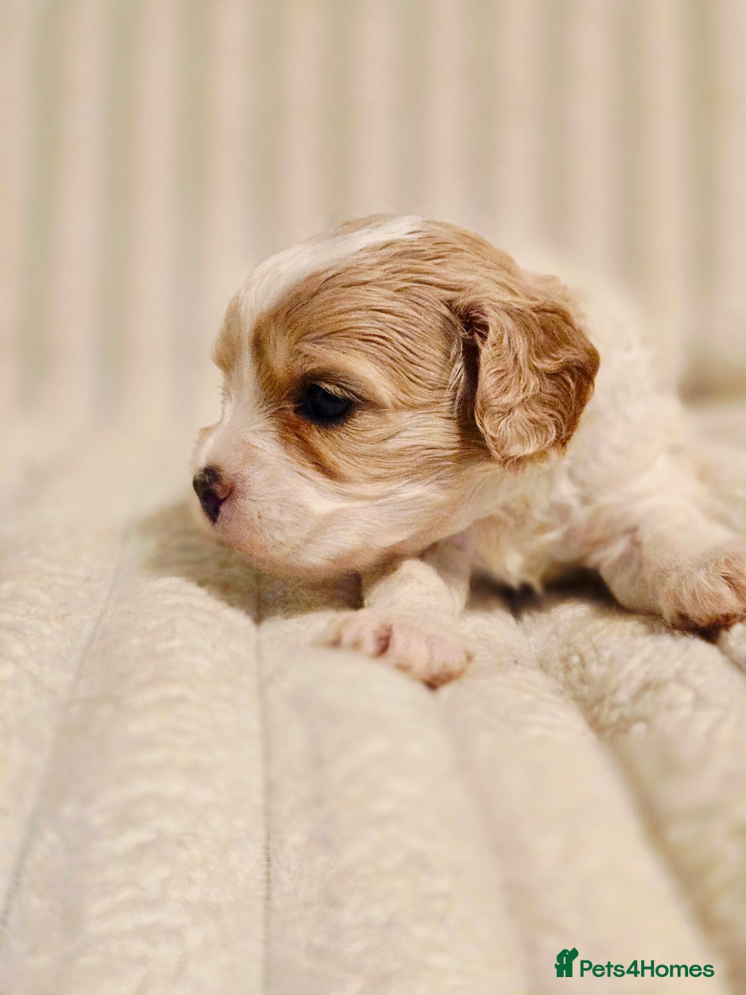 Cavapoo dogs for sale: Adorable Cavapoo Pups fully health tested parents - Image 36