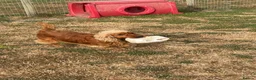 Cocker Spaniel dogs for stud: Nelson show cocker STUD  - Advert 11
