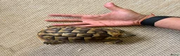 Hermann Tortoise reptiles for sale: Pair of Hermann's Tortoises with Complete Setup - Advert 3