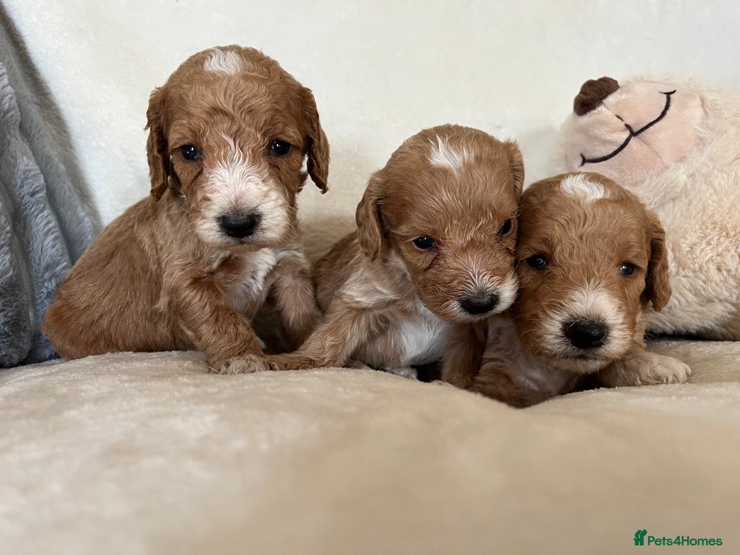 Cockapoo dogs for sale: Cockapoo puppies - DNA Health test clear  - Image 25