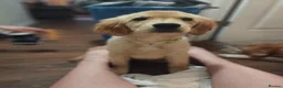 Golden Retriever dogs for sale: I'm looking to rehome my dog in Edinburgh - Advert 4