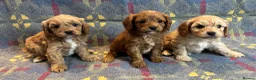 Cavapoo dogs for sale: Heath Tested Cavapoo puppies  - Advert 4