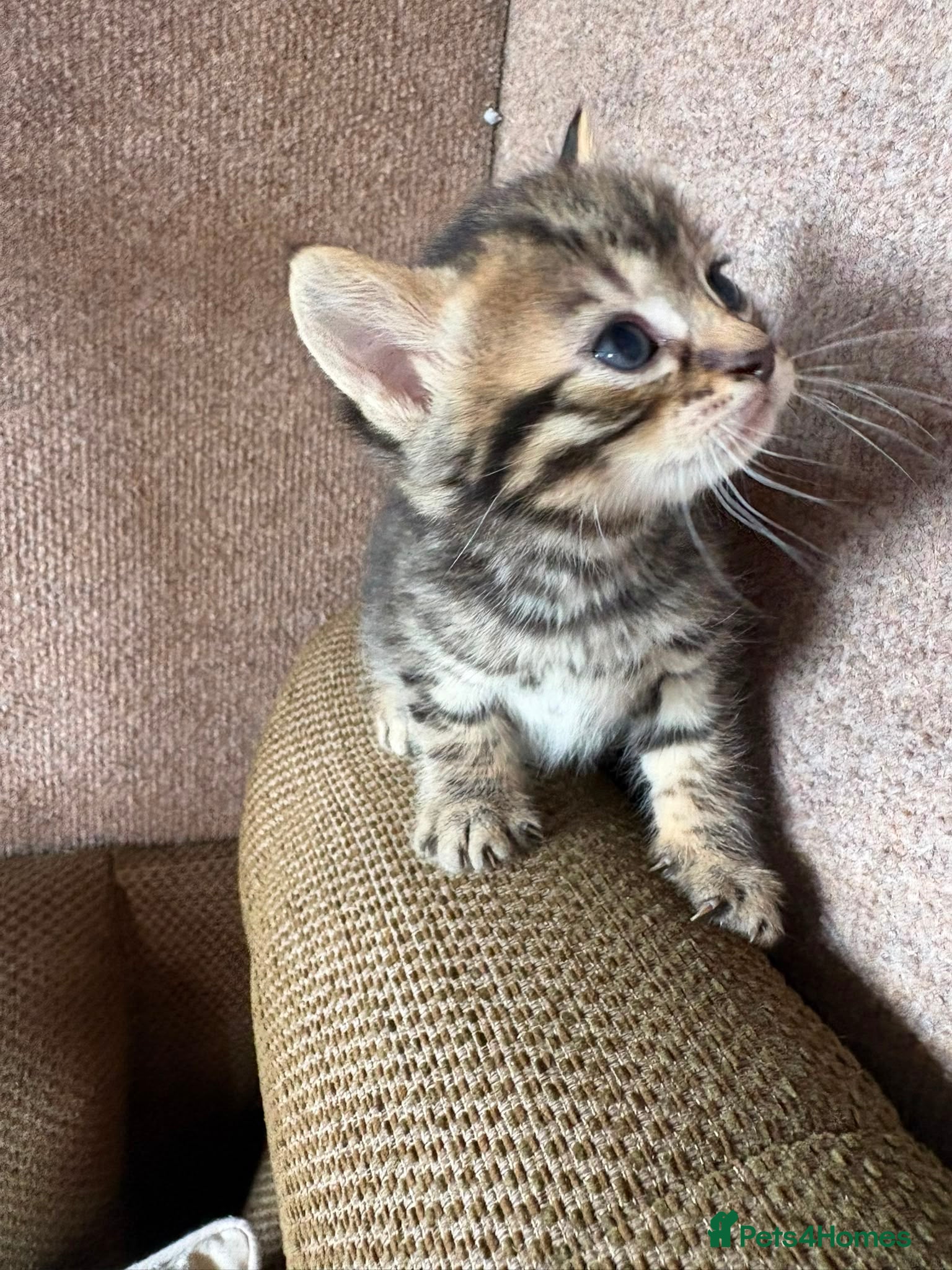 Mixed Breed cats for sale: Beautiful kittens in Dewsbury - Advert 5