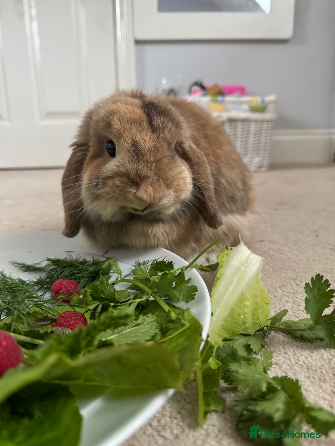 Mini Lop rabbits for sale: Bunny for sale  - Advert 1