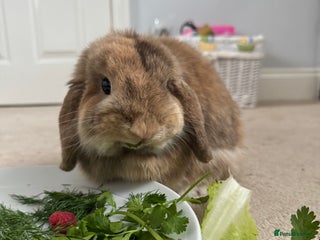 Mini Lop rabbits Bunny for sale - Advert 5