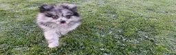 Pomeranian dogs for sale: Beautiful pomeranian girl for sale - Advert 7