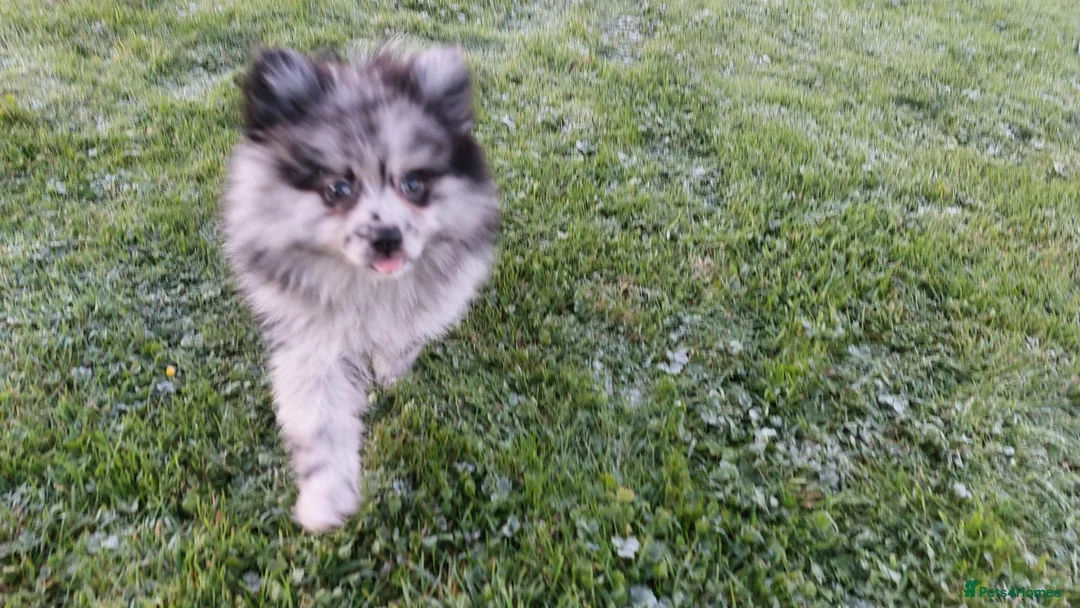 Pomeranian dogs for sale: Beautiful pomeranian girl for sale - Advert 7