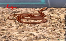 Corn Snake reptiles for sale: Corn snake  - Image 4