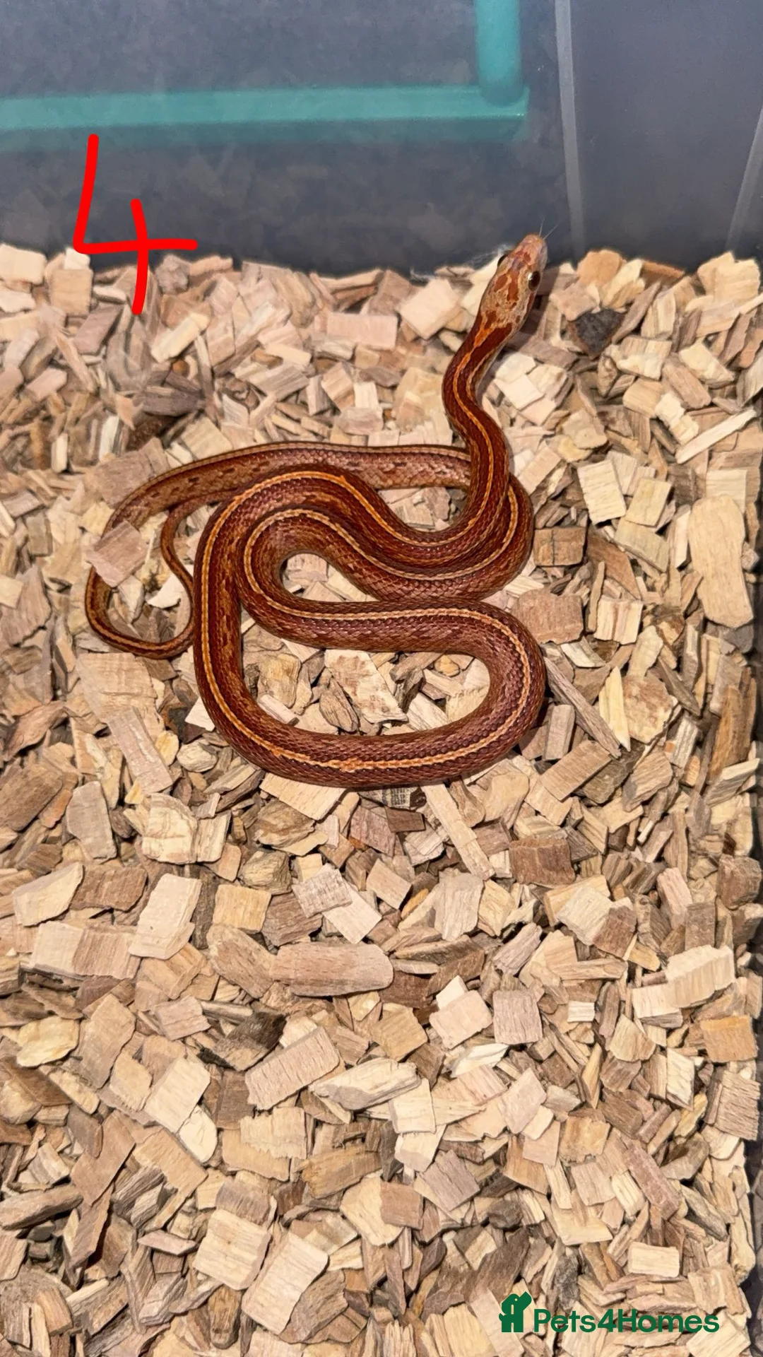Corn Snake reptiles for sale: Corn snake NOT FREE PRICES IN THE DESCRIPTION - Advert 2
