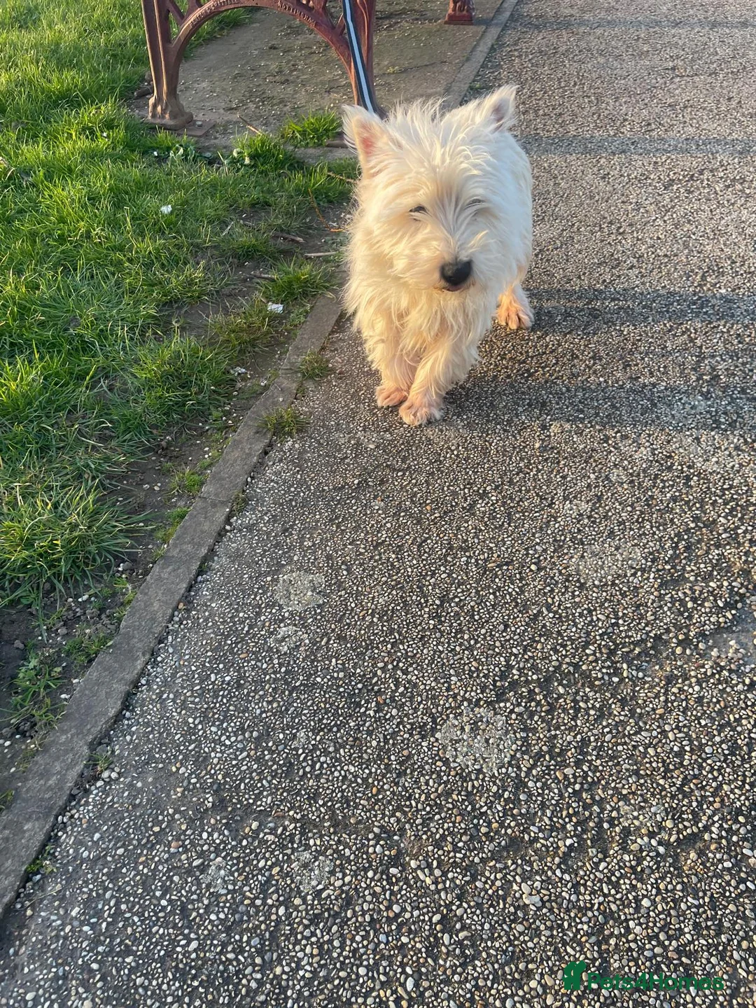 West Highland Terrier dogs for sale: West highland terrier  - Advert 4