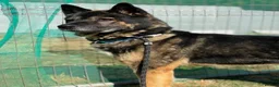 Akita dogs for adoption: Sprightly Sky - Advert 5