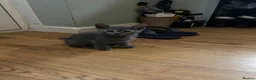British Shorthair cats for sale: Final British Blue Cross Kitten – Ready NOW! - Advert 4