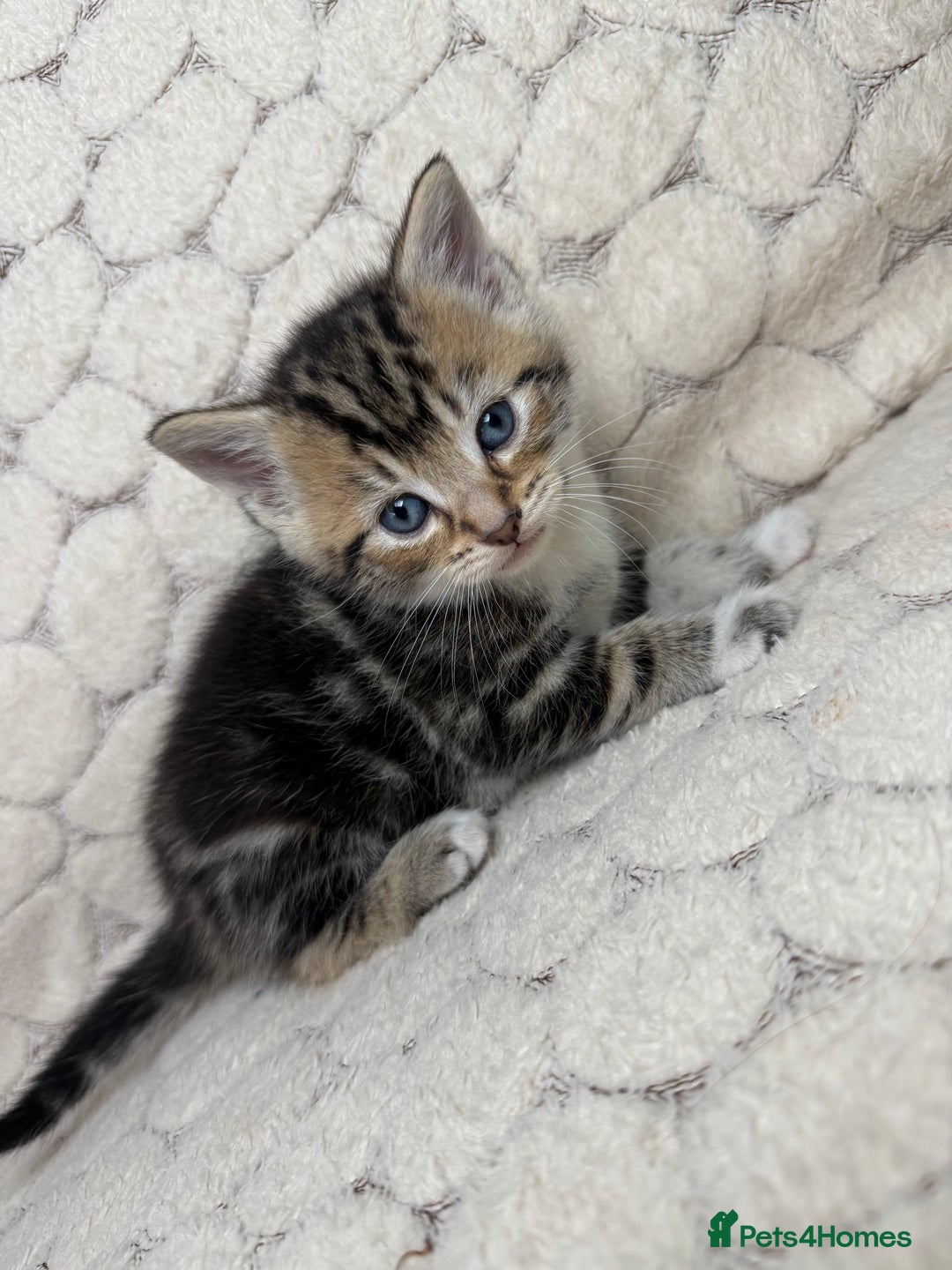 Mixed Breed cats for sale: ONLY ONE LITTLE BOY KITTEN LEFT - Advert 8