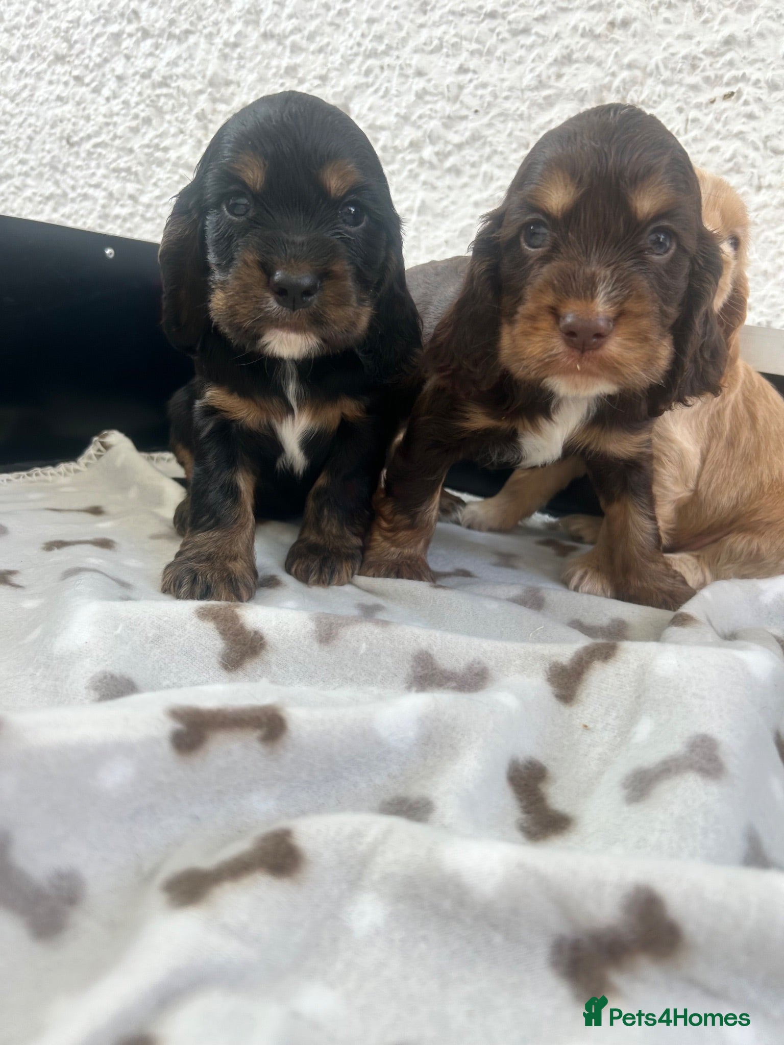 Cocker Spaniel dogs Stunning litter 7 show type puppies for sale - Advert 1