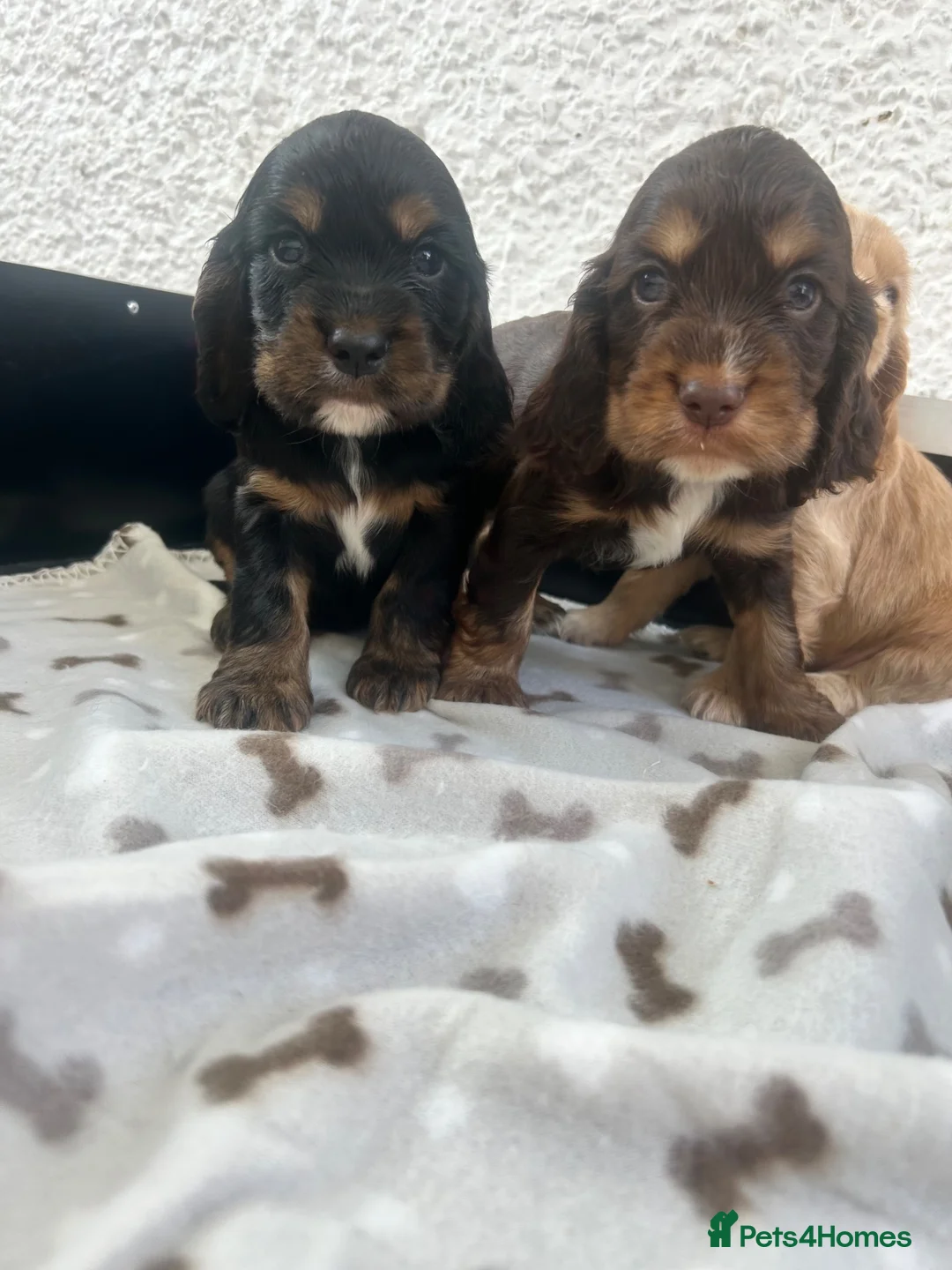 Cocker Spaniel dogs for sale: Stunning litter 7 show type puppies for sale in Aylesford - Advert 1