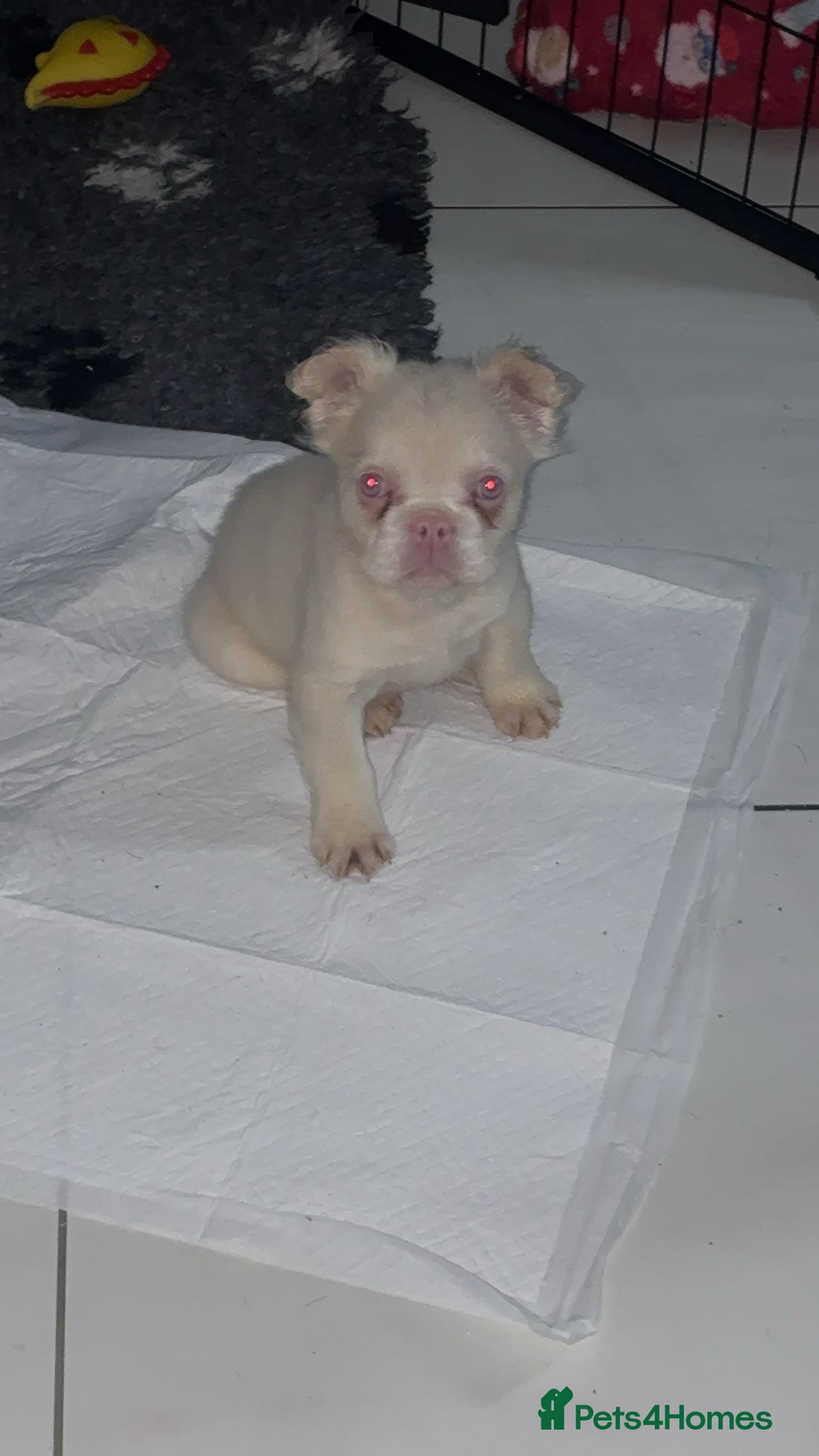 French Bulldog dogs Fluffy French Bulldogs Visual pink to make you 😉  - Advert 10