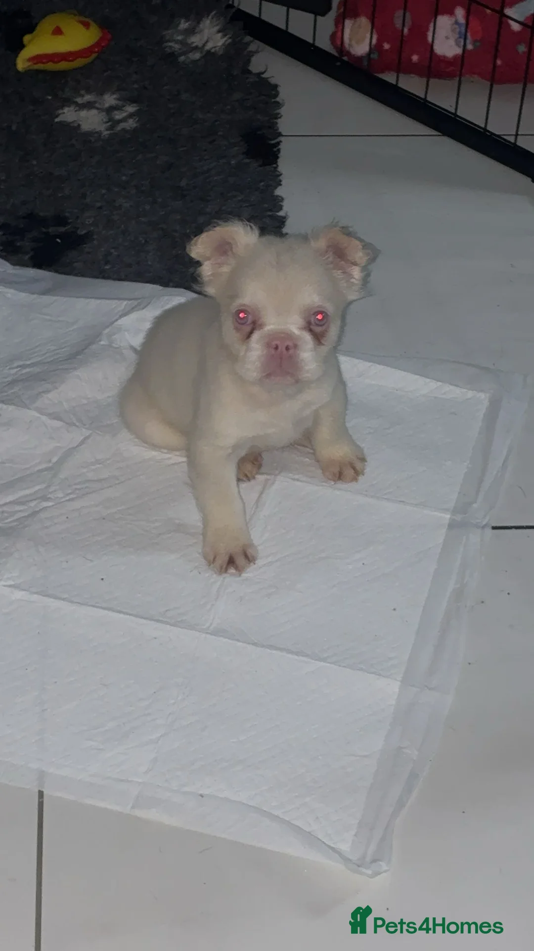 French Bulldog dogs for sale: Fluffy French Bulldogs Visual pink to make you 😉  - Advert 1