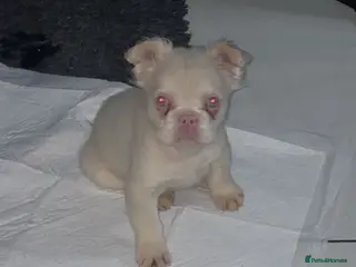 French Bulldog dogs Fluffy French Bulldogs Visual pink to make you 😉 - Advert 10