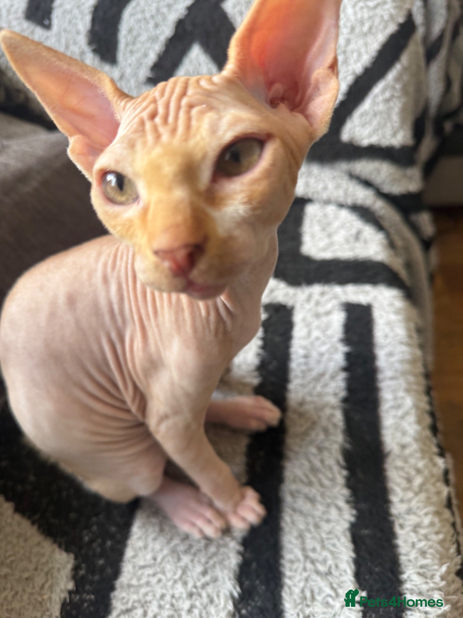 Sphynx cats Last little boy still available Canadian Sphynx  - Advert 9