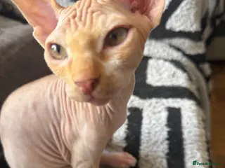Sphynx cats Last little boy still available Canadian Sphynx - Advert 9