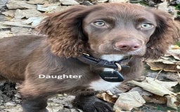 Cocker Spaniel dogs for sale: KC Registered Working Cocker Spaniel puppies - Image 4