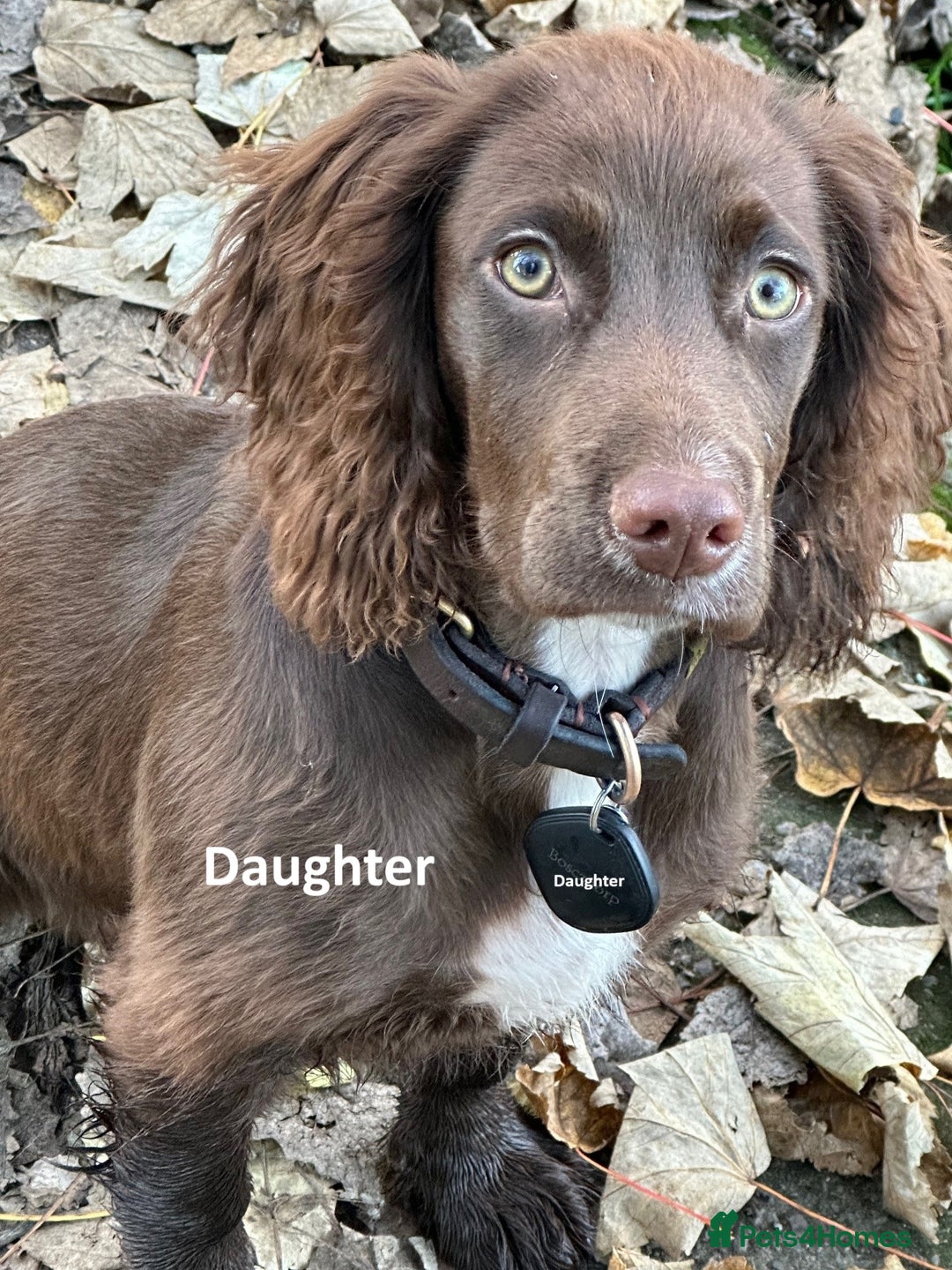 Cocker Spaniel dogs for sale: KC Registered Working Cocker Spaniel puppies - Image 4