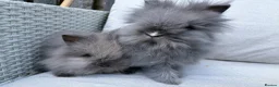 Lionhead rabbits for sale: 2 Double mane lion-head for sale last two boys  - Advert 8