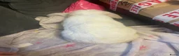 British Giant rabbits for sale: Netherland dwarf - Advert 7