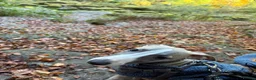 Whippet dogs for sale: Male whippet in Keighley - Advert 7