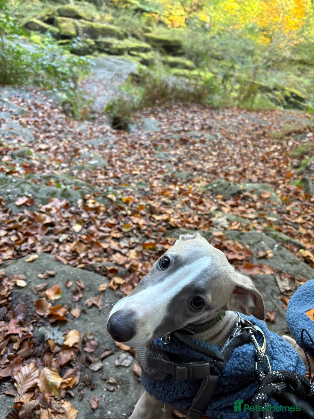 Whippet dogs for sale: Male whippet in Keighley - Advert 7