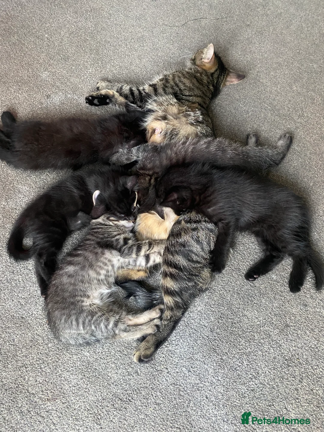 Maine Coon cats for sale: American shorthair/maincoon kitten in Wells - Advert 2