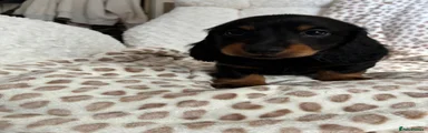 Miniature Dachshund 2