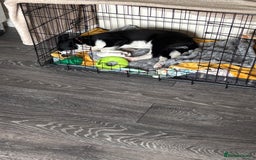 Border Collie dogs for sale: 5 month old male birder xollie - Image 3