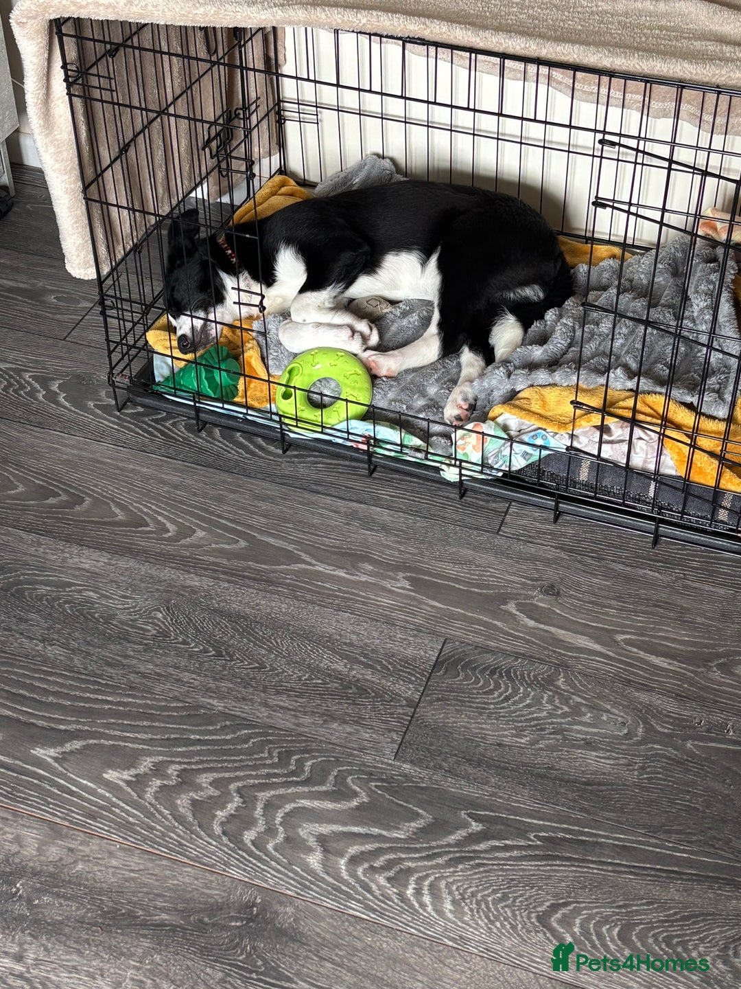 Border Collie dogs for sale: 5 month old male birder xollie - Image 3