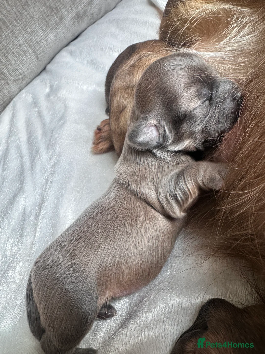 Chiweenie dogs for sale: Beautiful Chiweenie Puppies - Advert 2