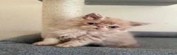 Persian cats for sale: GCCF registered cream Persians 💙 - Advert 29