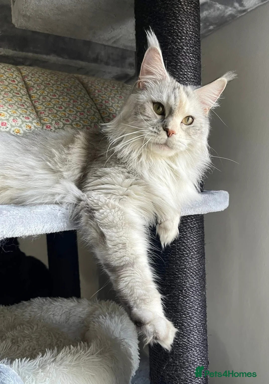 Maine Coon cats for sale: Maine Coon XXL - Advert 1