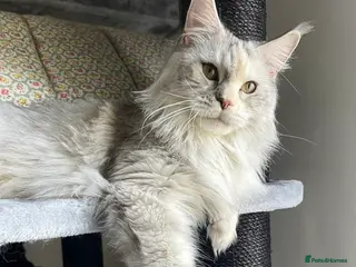 Maine Coon cats Maine Coon XXL - Advert 1