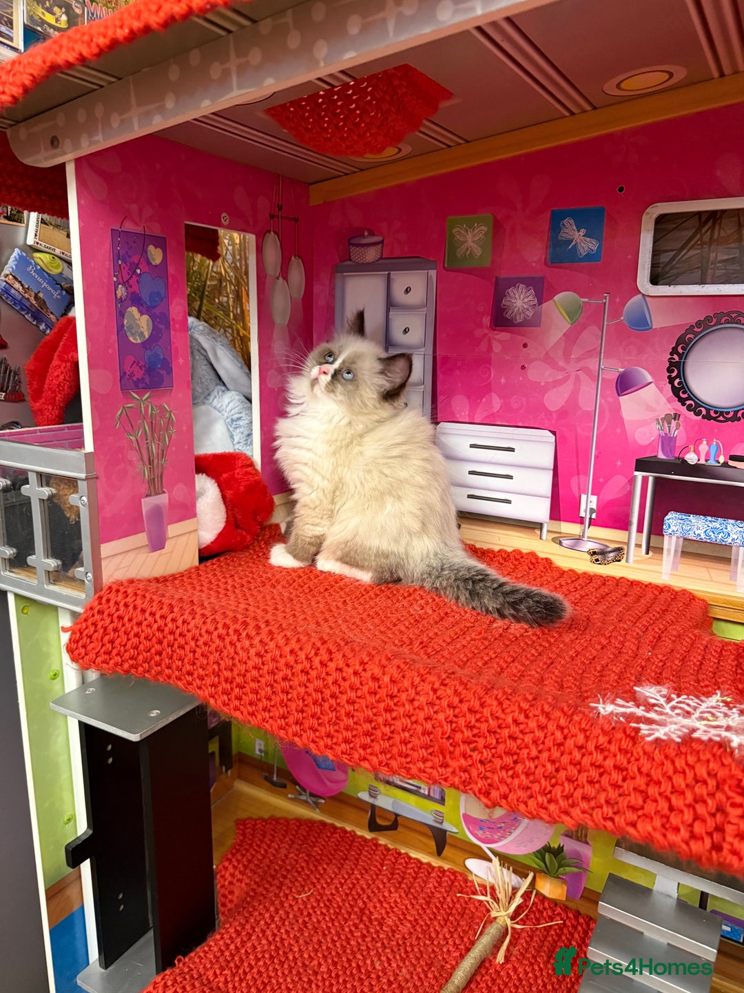 Ragdoll cats for sale: Beautiful Ragdolls kittens  - Advert 11