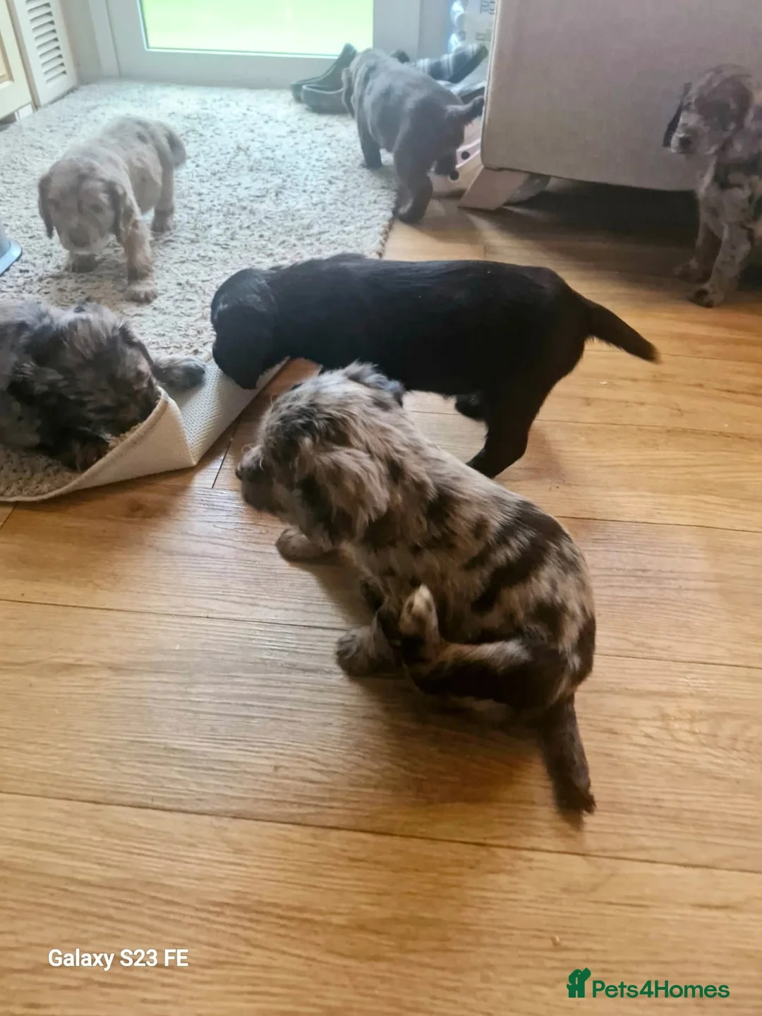 Cocker Spaniel dogs for sale: Mixed litter of Cocker Spaniel puppies  - Advert 8