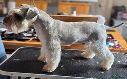 Miniature Schnauzer dogs for stud: Pepper & salt proven for stud in Hull - Image 4