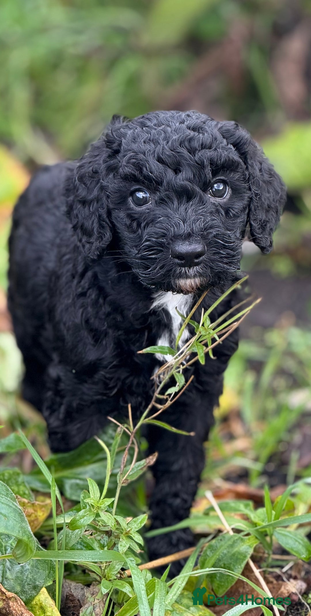 Mixed Breed dogs for sale: 🐾F3 Irish X Australian Labradoodle Puppies  - Advert 15